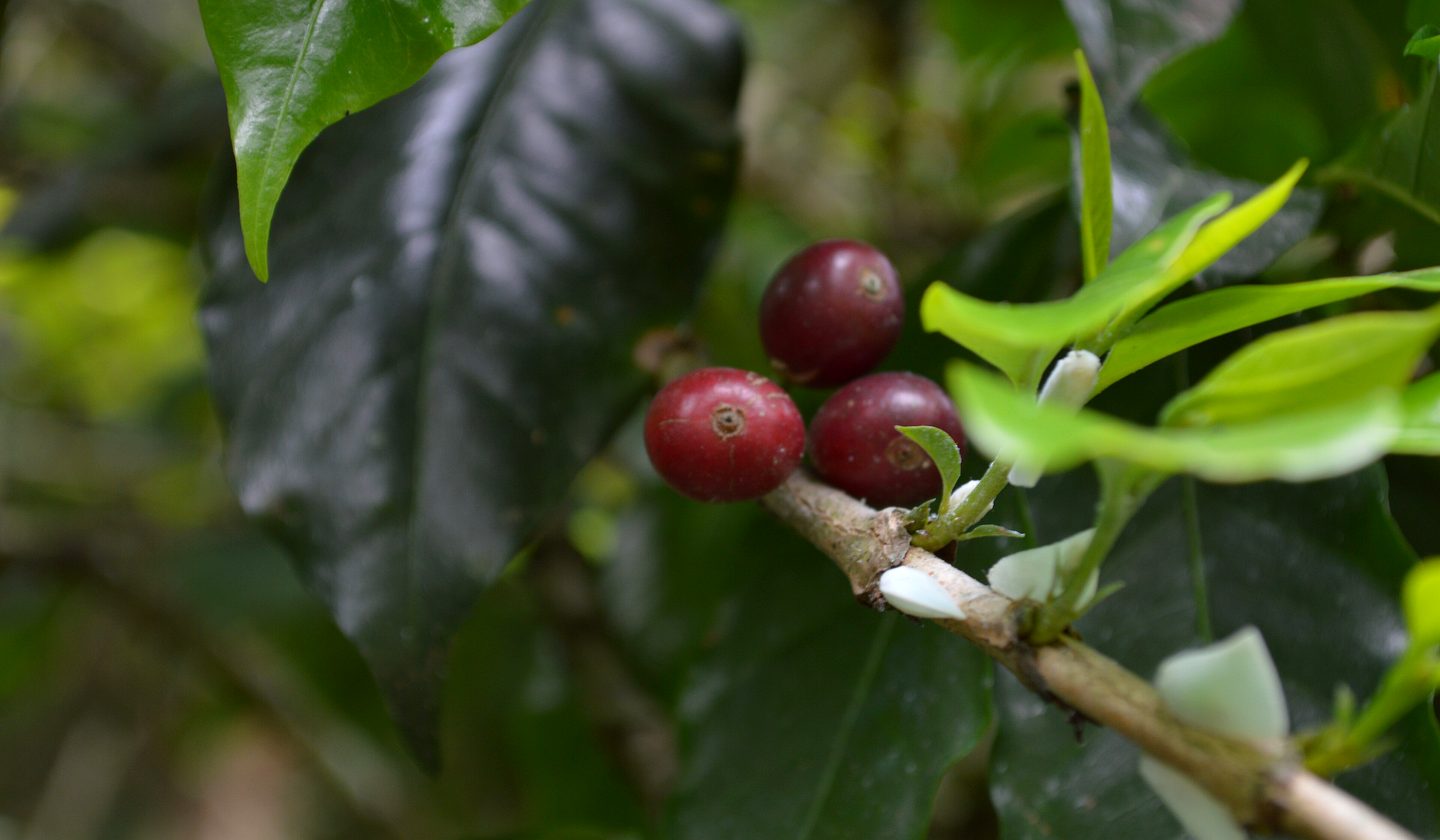 Red coffee cherries on the branch