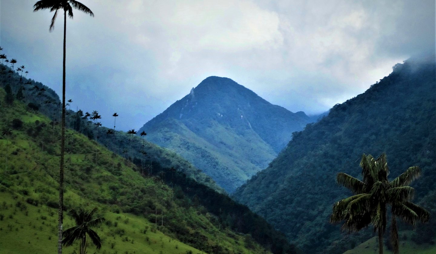 Wax palms in the Cocora Valley